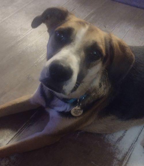 Camila, a ADOPTABLE mixed breed in Carlsbad, CA image 5/6