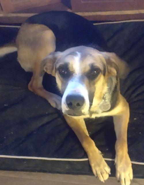 Camila, ADOPTABLE, Young Female Foxhound & Labrador Retriever.