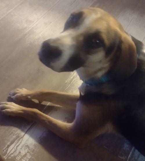 Camila, a ADOPTABLE mixed breed in Carlsbad, CA image 2/6
