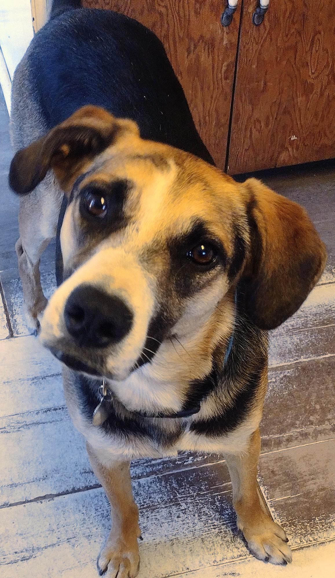 Enlarge Camila, a ADOPTABLE mixed breed in Carlsbad, CA image 2/6