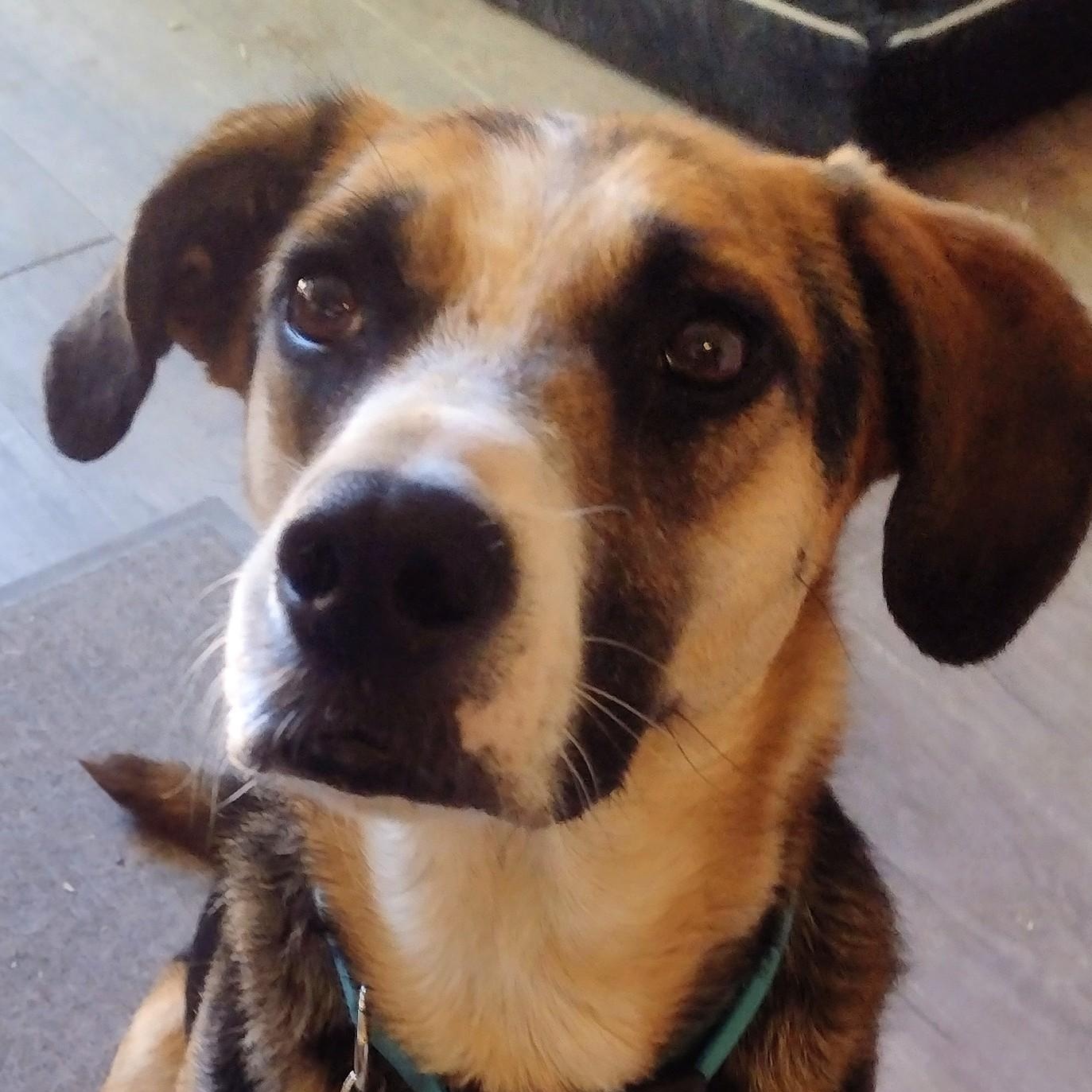 Enlarge Camila, a ADOPTABLE mixed breed in Carlsbad, CA image 1/6