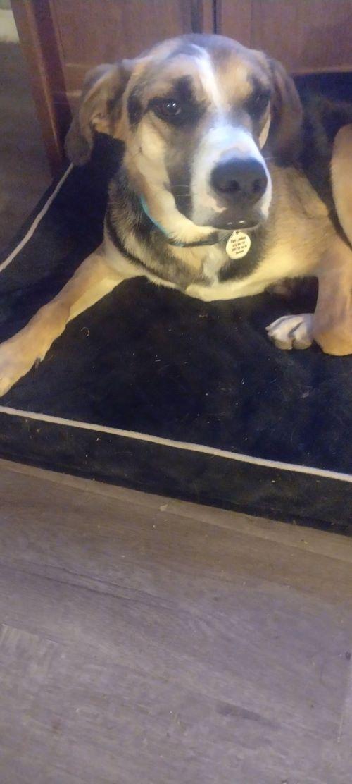 Camila, a ADOPTABLE mixed breed in Carlsbad, CA image 3/6