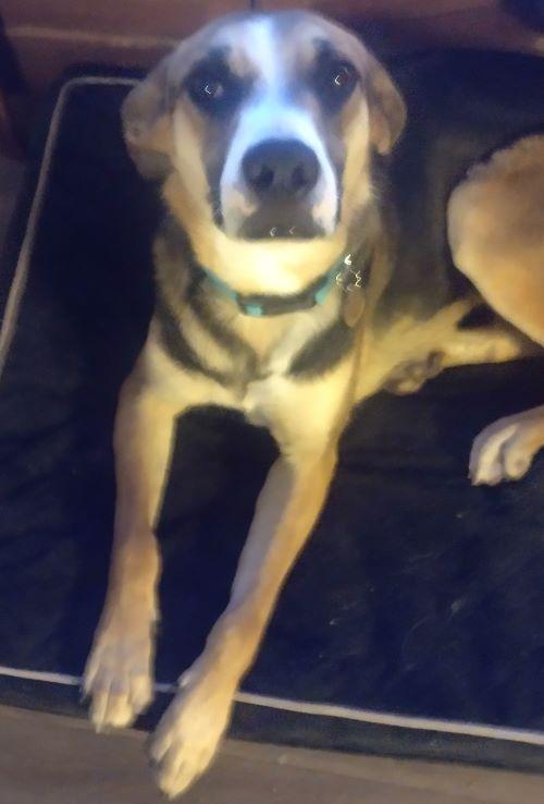 Camila, a ADOPTABLE mixed breed in Carlsbad, CA image 4/6