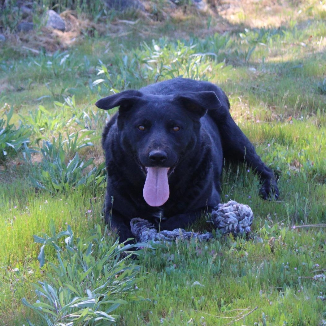 Enlarge Wilford, a ADOPTABLE mixed breed in Weaverville, CA image 5/5