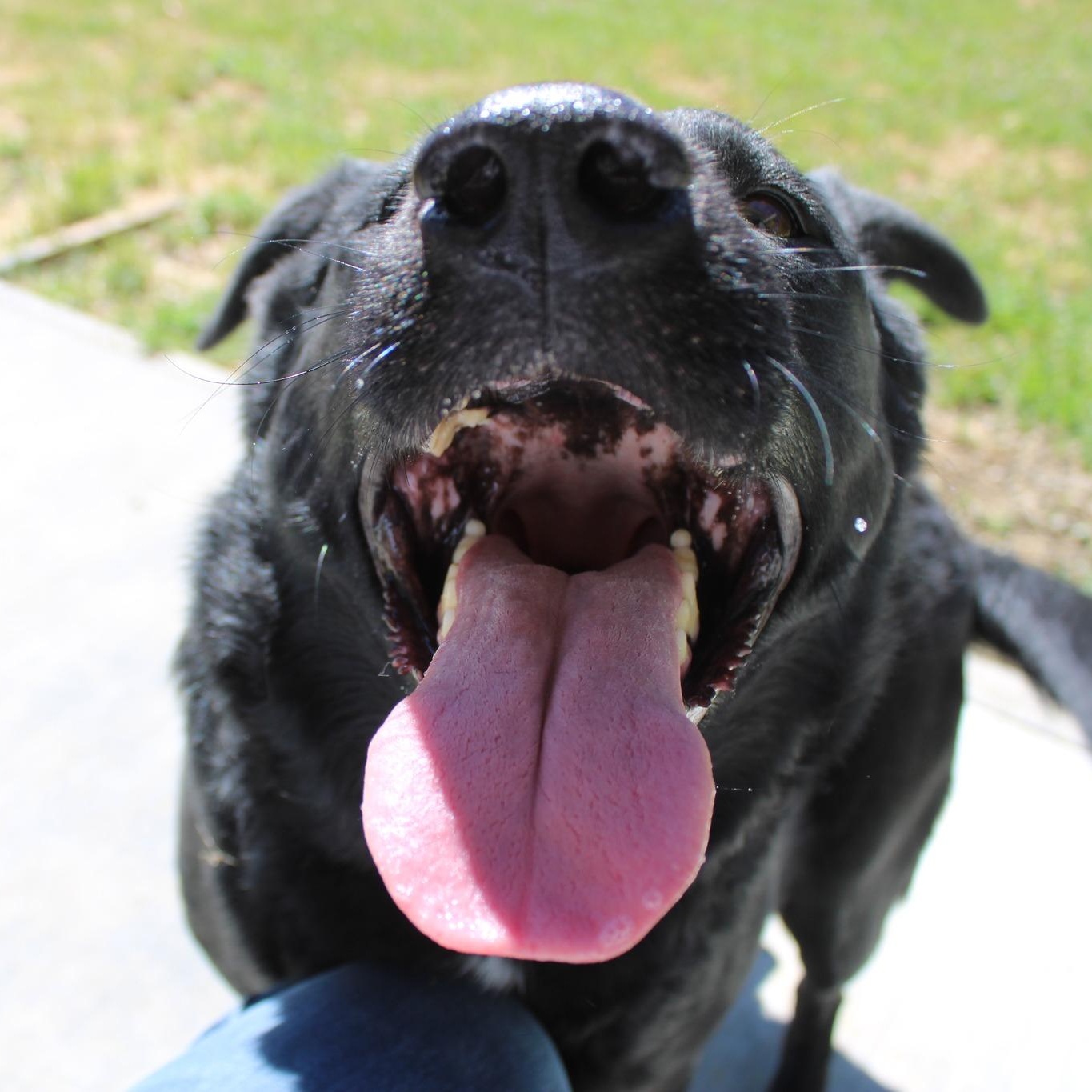 Enlarge Wilford, a ADOPTABLE mixed breed in Weaverville, CA image 3/5