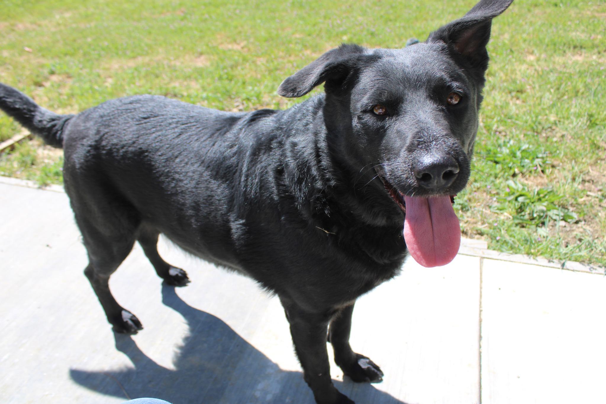 Wilford, ADOPTABLE, Adult Male Black Labrador Retriever.