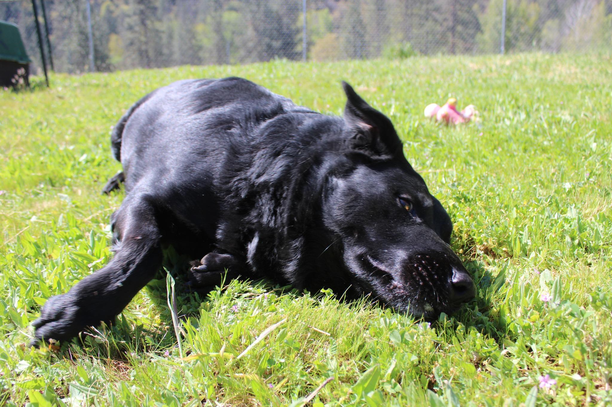 Enlarge Wilford, a ADOPTABLE mixed breed in Weaverville, CA image 2/5
