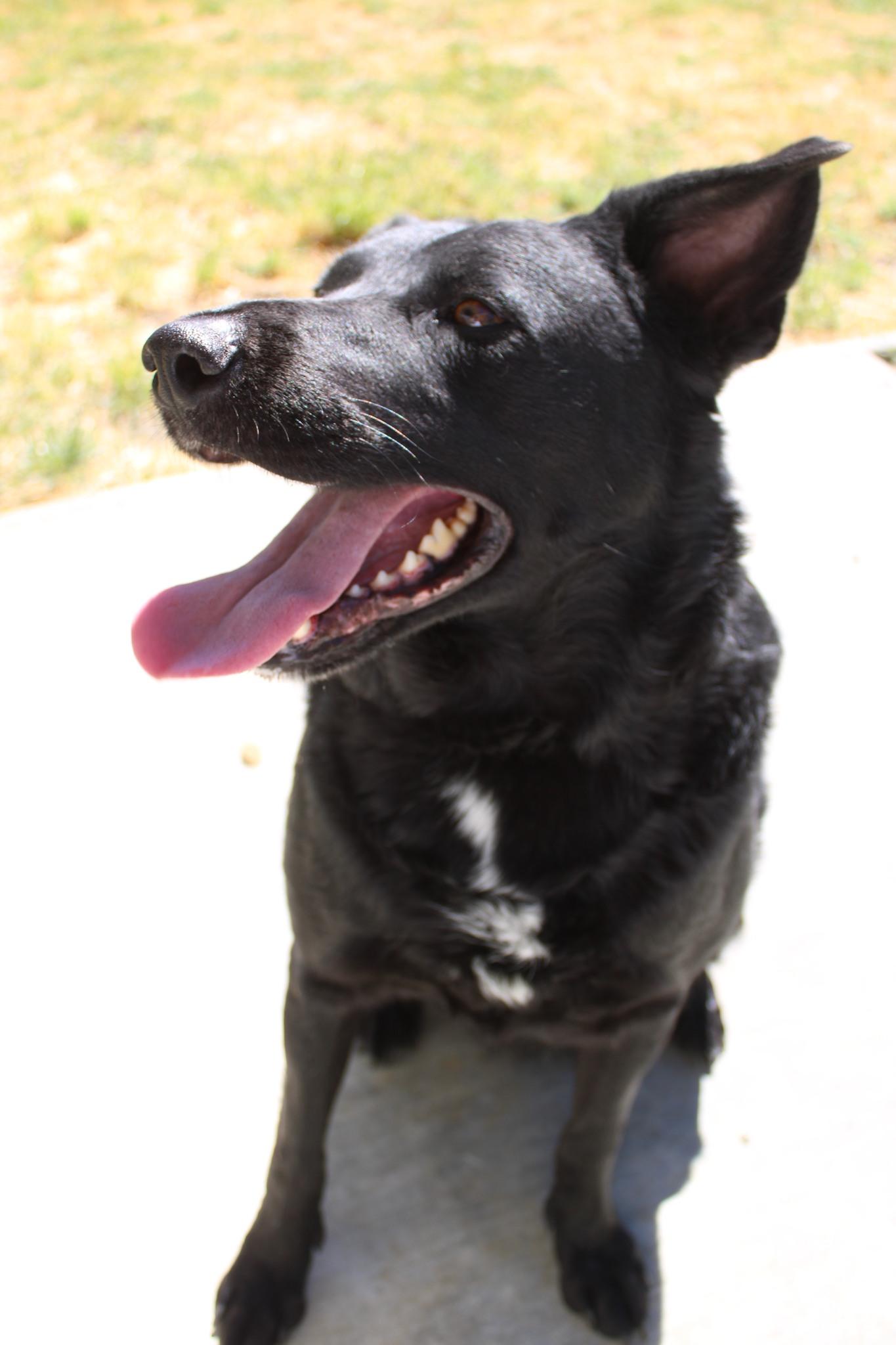 Enlarge Wilford, a ADOPTABLE mixed breed in Weaverville, CA image 4/5