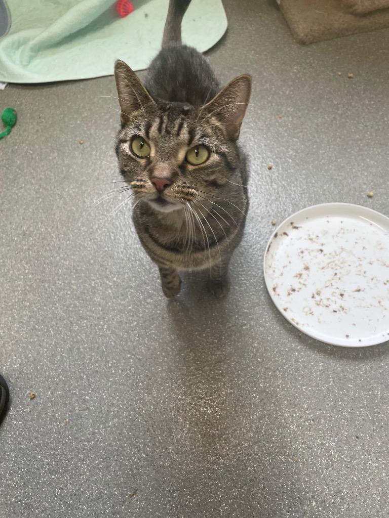 Lakota, Adoptable, Adult Male Domestic Short Hair.