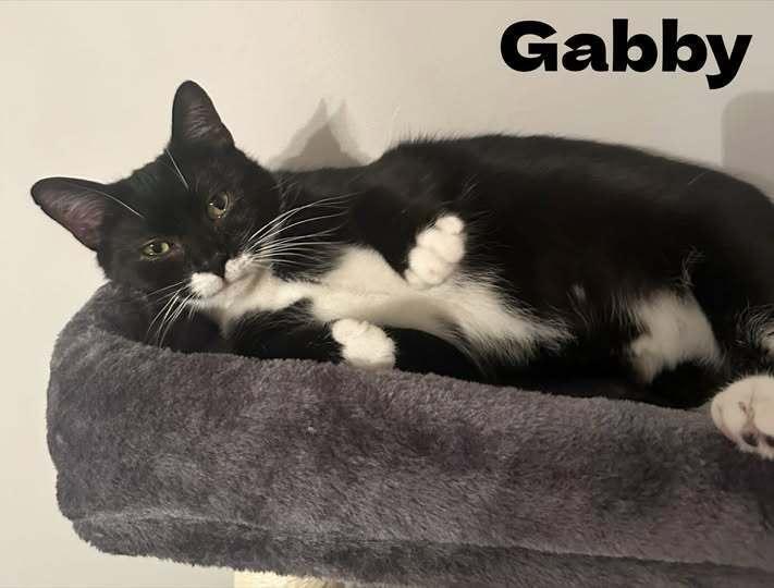 Enlarge Gabby, a Adoptable Domestic Short Hair in New Baltimore, MI image 1/1