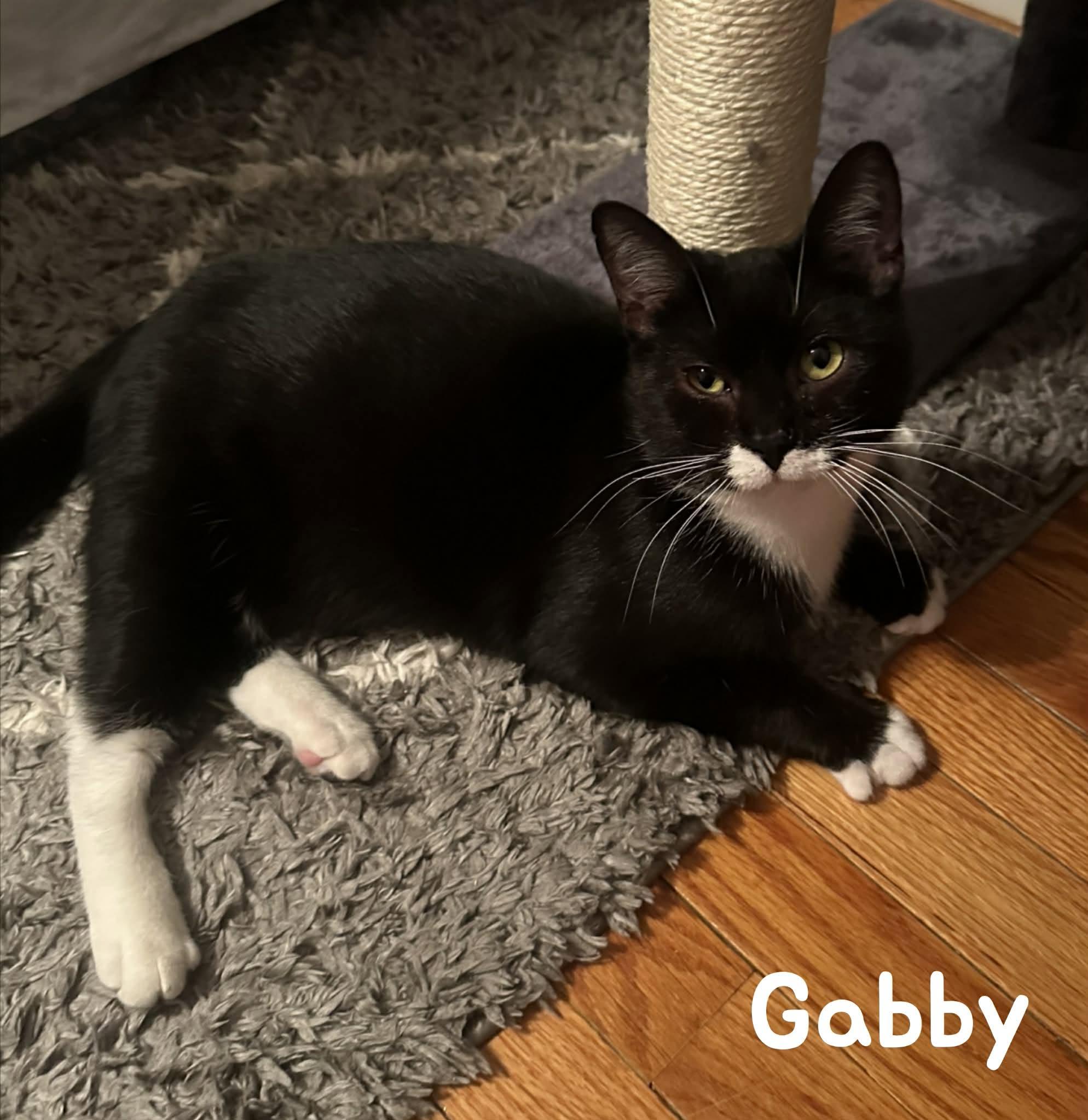 Enlarge Gabby, a Adoptable Domestic Short Hair in New Baltimore, MI image 3/3
