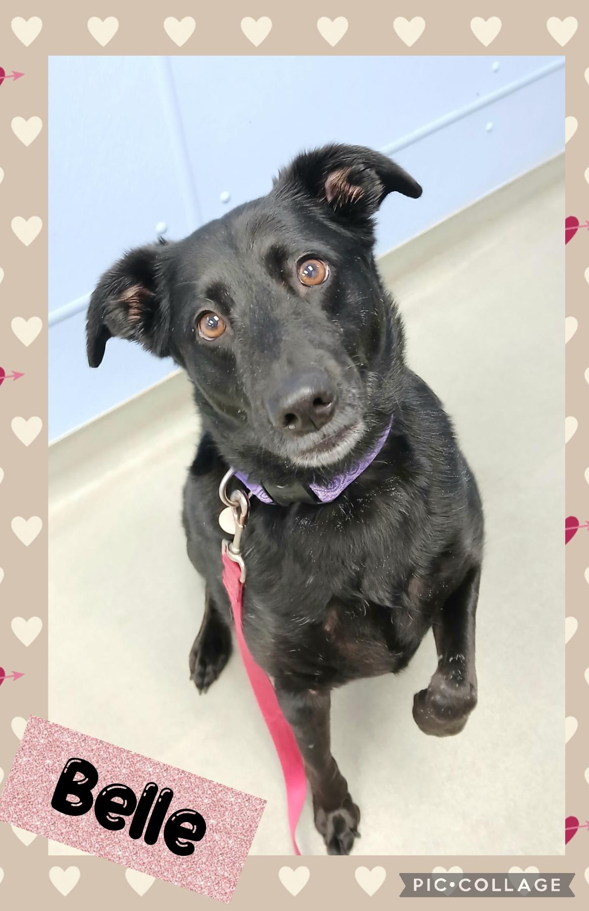 Enlarge Belle, an adopted mixed breed in Iron River, MI image 1/1