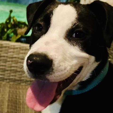 Charlie (Reduced Rover), Adoptable, Adult Male Catahoula Leopard Dog & American Bulldog.