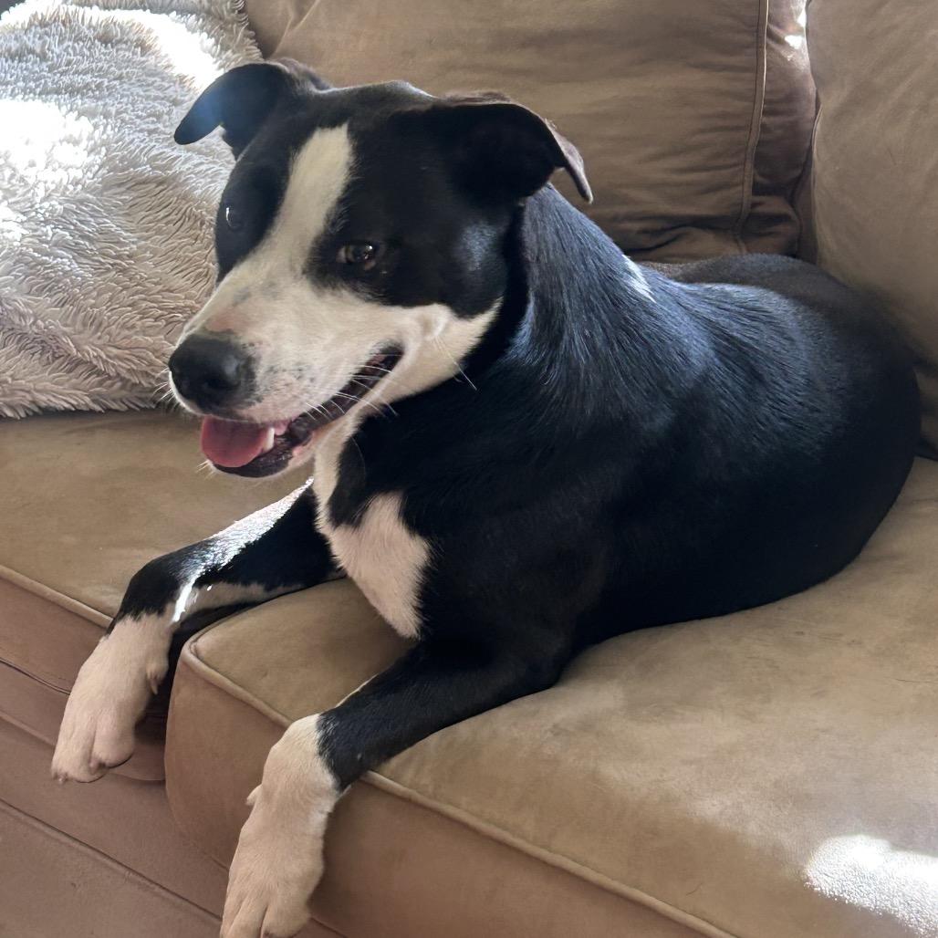 Enlarge Charlie (Reduced Rover), a Adoptable mixed breed in New Orleans, LA image 1/6