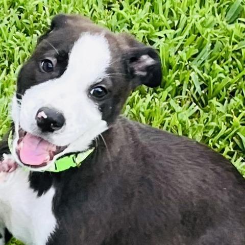 Charlie (Reduced Rover), a Adoptable mixed breed in New Orleans, LA image 1/6