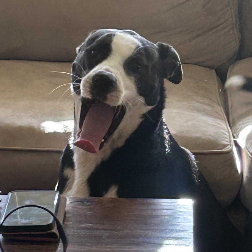 Enlarge Charlie (Reduced Rover), a Adoptable mixed breed in New Orleans, LA image 3/6