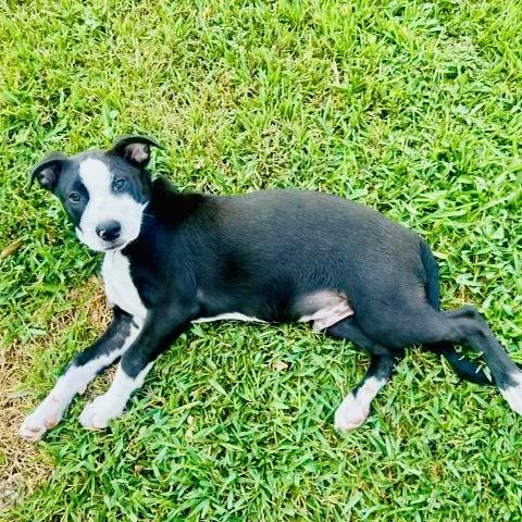 Enlarge Charlie (Reduced Rover), a Adoptable mixed breed in New Orleans, LA image 4/6