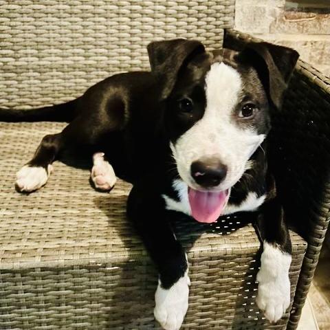 Charlie (Reduced Rover), a Adoptable mixed breed in New Orleans, LA image 2/6