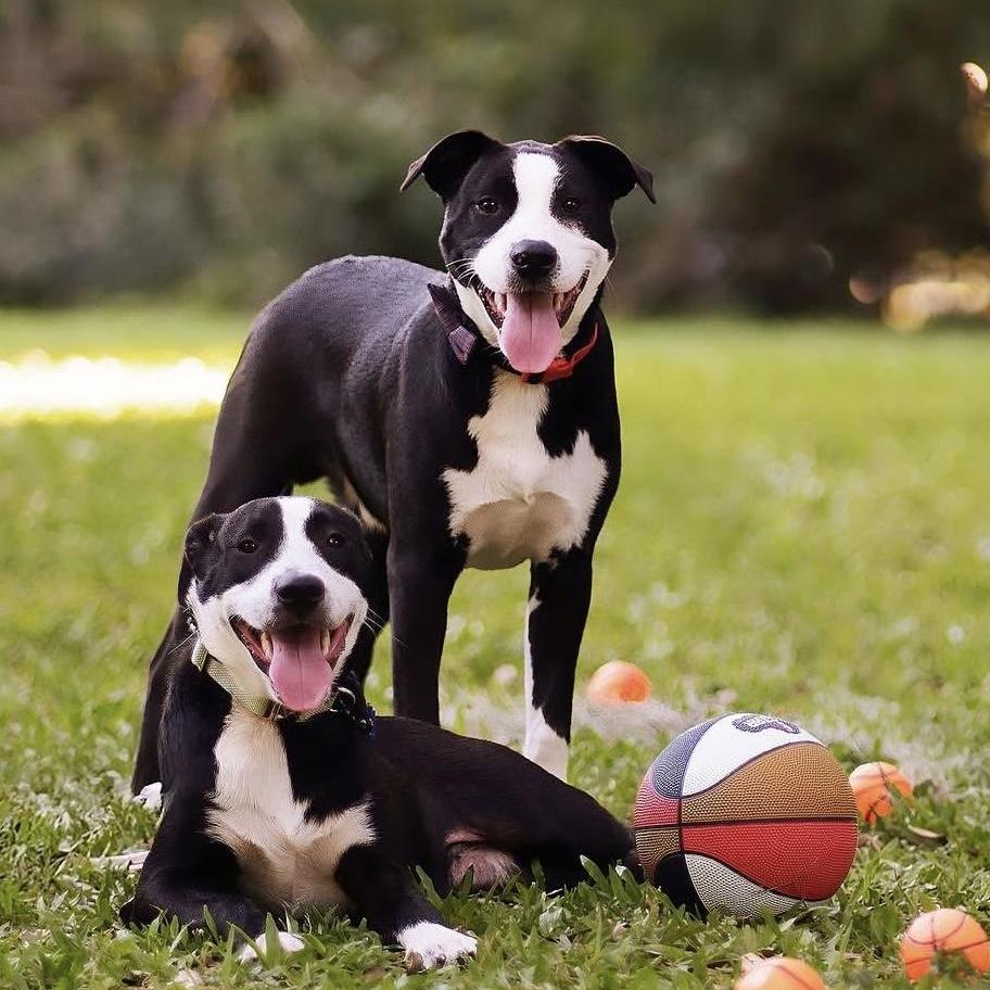 Charlie (Reduced Rover), a Adoptable mixed breed in New Orleans, LA image 4/6