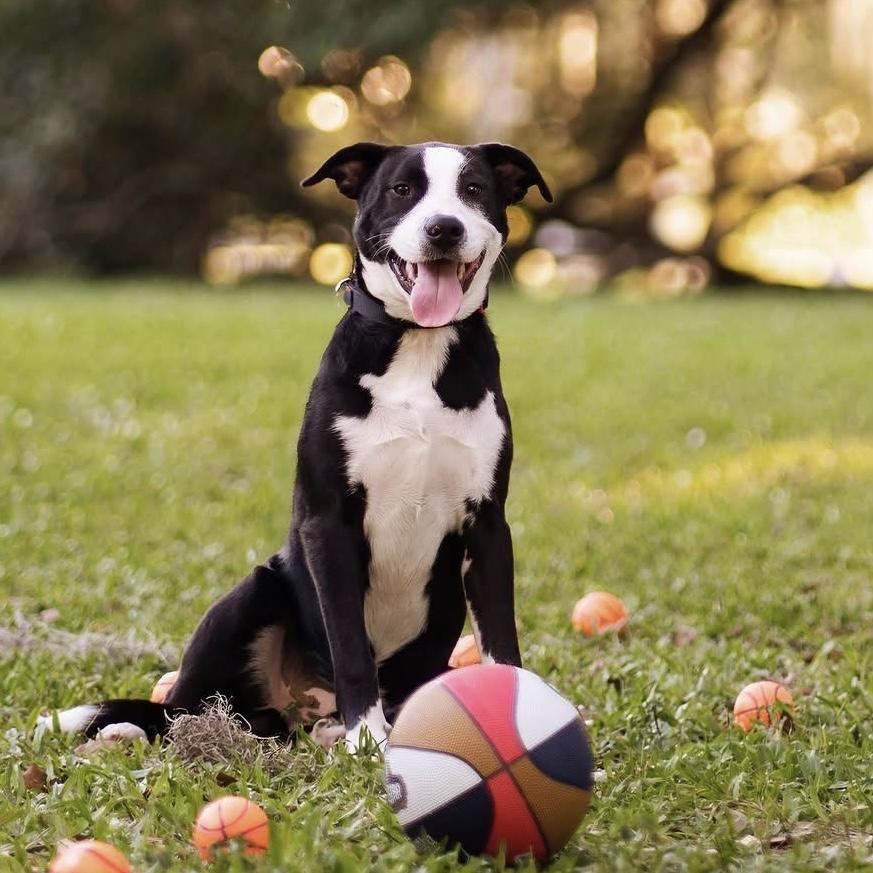 Charlie (Reduced Rover), a Adoptable mixed breed in New Orleans, LA image 5/6
