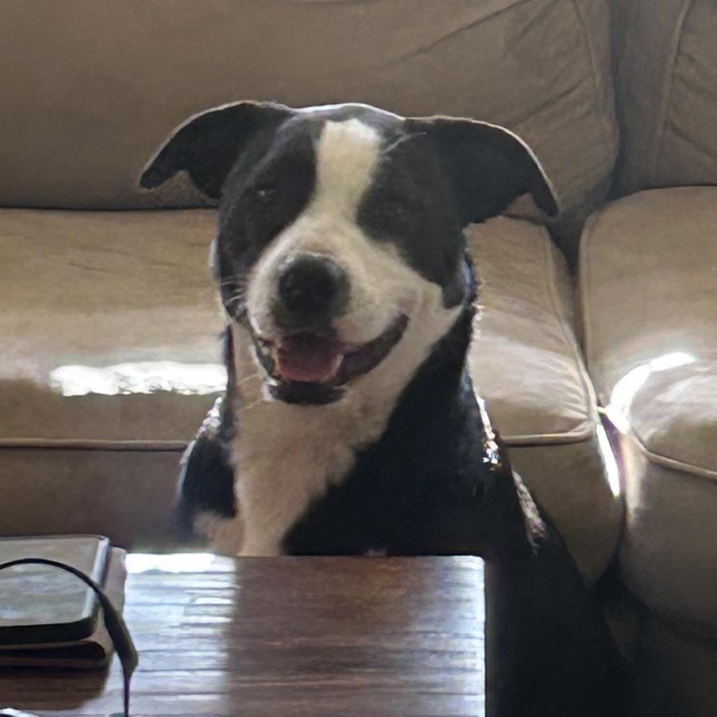 Enlarge Charlie (Reduced Rover), a Adoptable mixed breed in New Orleans, LA image 6/6