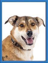 Biscuit, Adoptable, Young Female German Shepherd Dog.