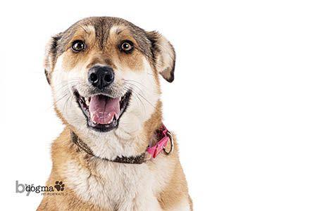 Enlarge Biscuit, a Adoptable German Shepherd Dog in Irvine, CA image 3/3