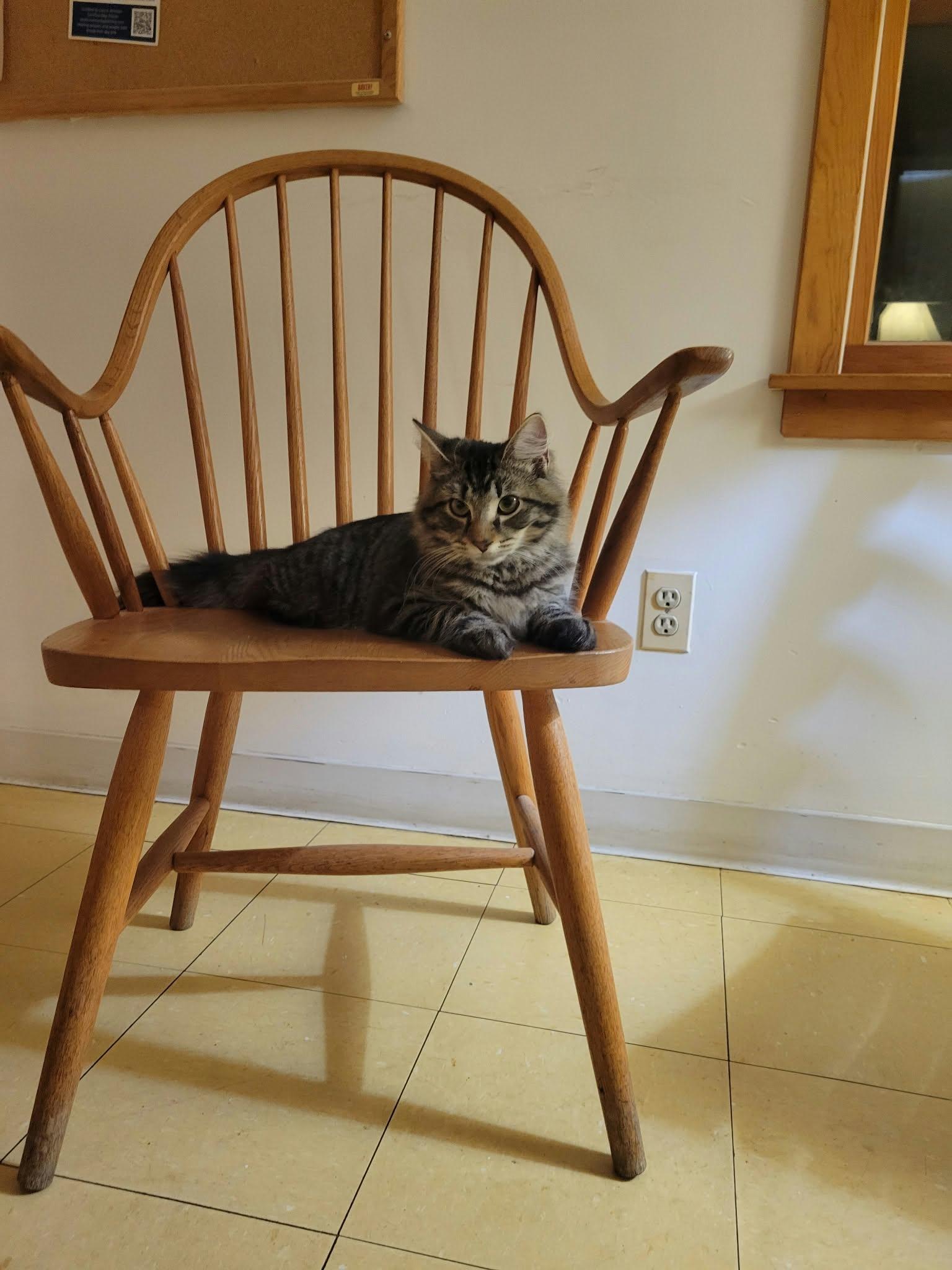 Enlarge Minnow, a Adopted Domestic Medium Hair in Belchertown, MA image 2/2