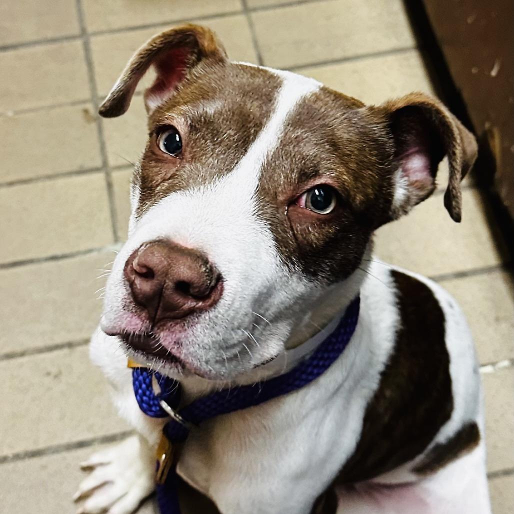 Jasper — thumbnail 2