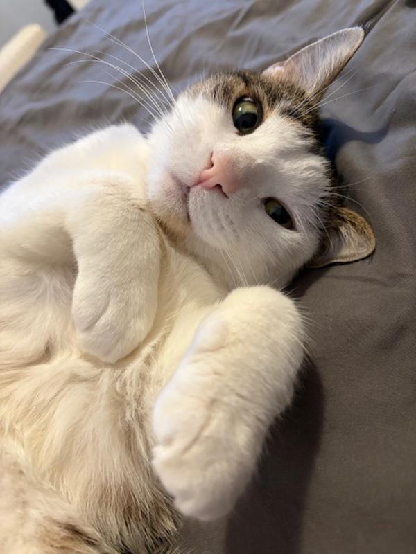 Mittens — thumbnail 3