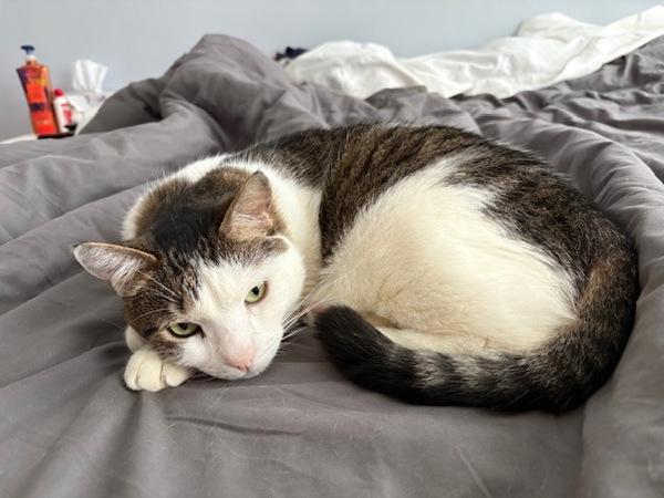 Mittens — thumbnail 4