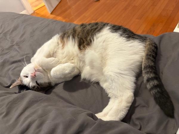 Mittens — thumbnail 5