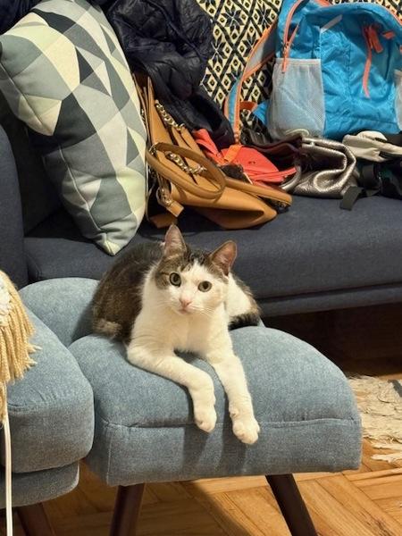 Mittens — thumbnail 6