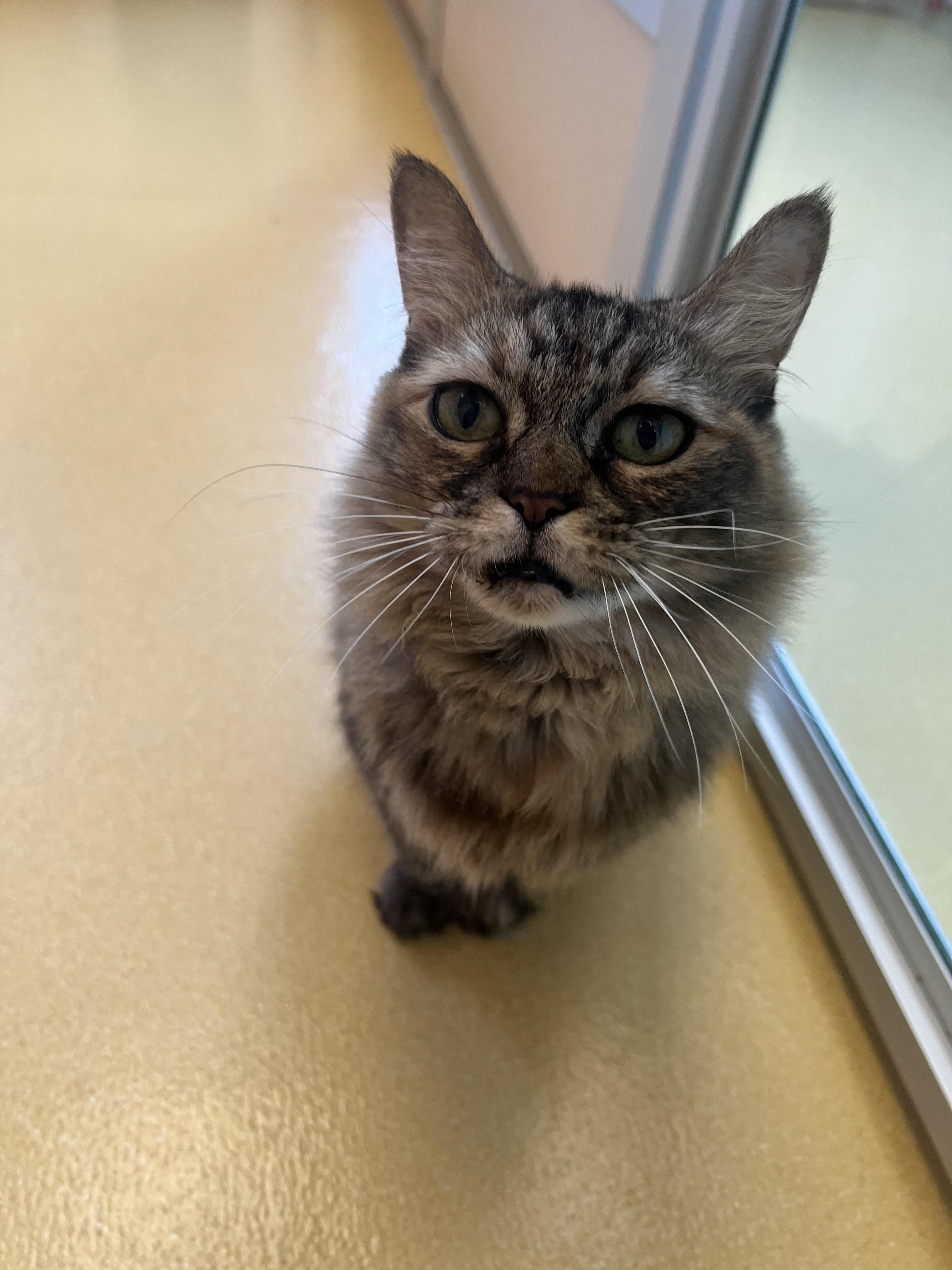 Pelusa, a Adoptable mixed breed in Hudson, NY image 1/6