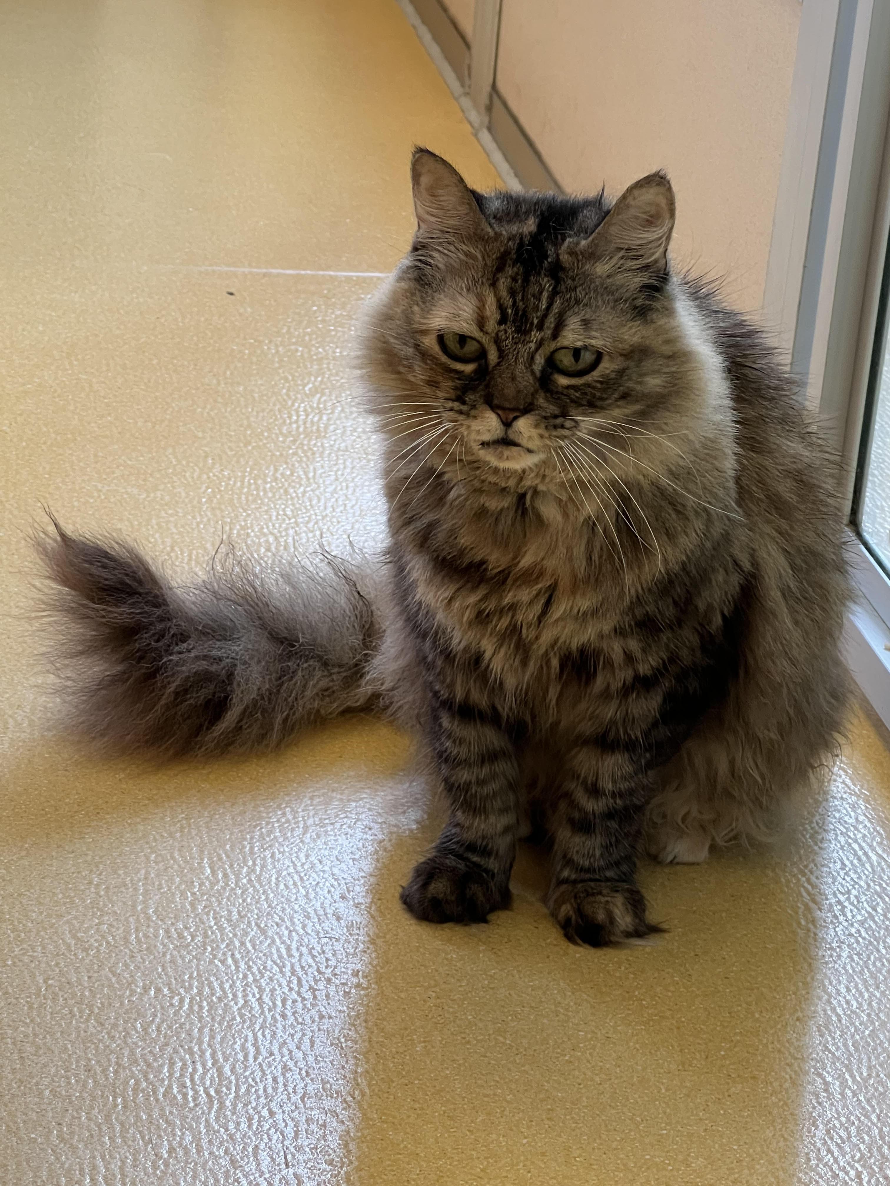 Pelusa, a Adoptable mixed breed in Hudson, NY image 6/6