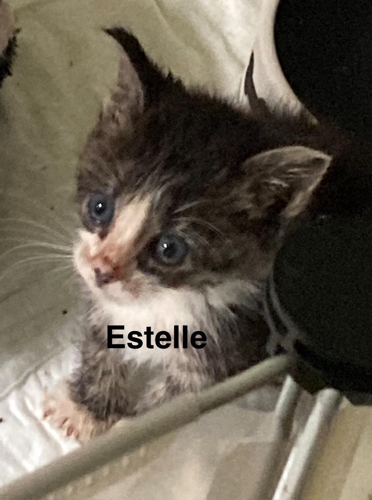 Enlarge Estelle, a Adoptable mixed breed in Johnson City, TN image 1/6