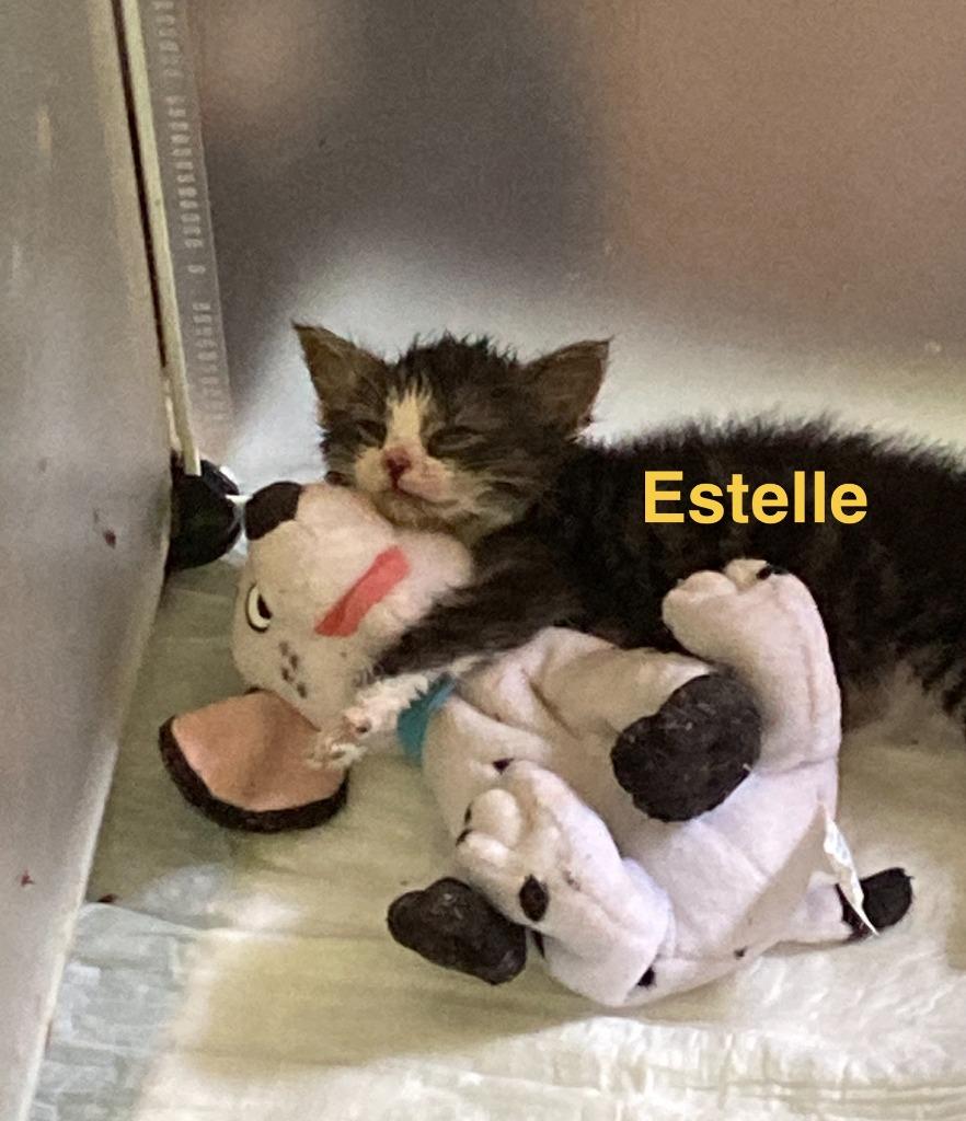 Enlarge Estelle, a Adoptable mixed breed in Johnson City, TN image 5/6