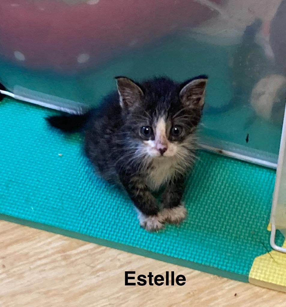 Enlarge Estelle, a Adoptable mixed breed in Johnson City, TN image 6/6