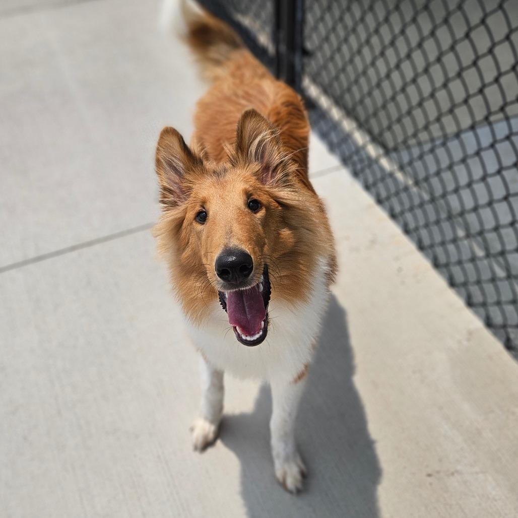 Roscoe, adopted, Young Male Rough Collie.