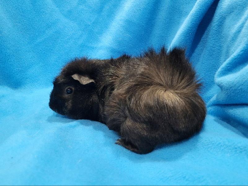 Pigeon & Rhino, a Adoptable Guinea Pig in Baton Rouge, LA image 1/2