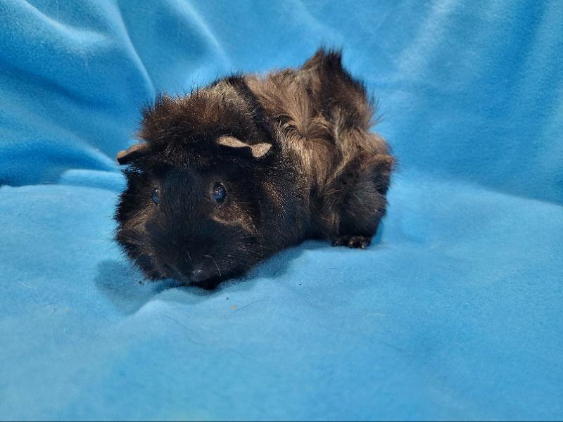 Pigeon & Rhino, a Adoptable Guinea Pig in Baton Rouge, LA image 2/2