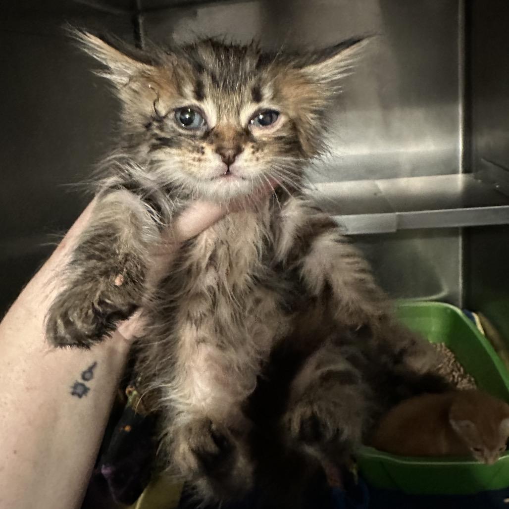 Enlarge Aerith Gainsborough, a Adoptable Domestic Medium Hair in Suisun City, CA image 1/5