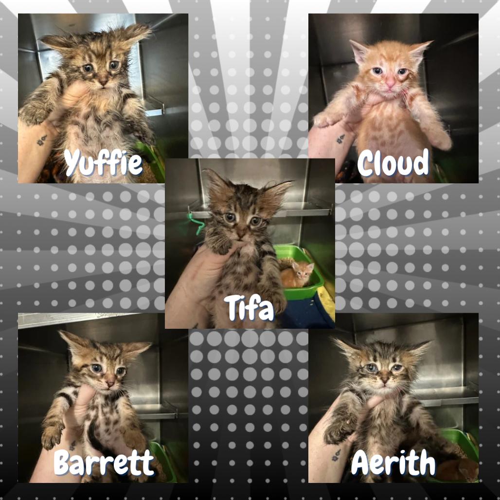 Enlarge Aerith Gainsborough, a Adoptable Domestic Medium Hair in Suisun City, CA image 2/5