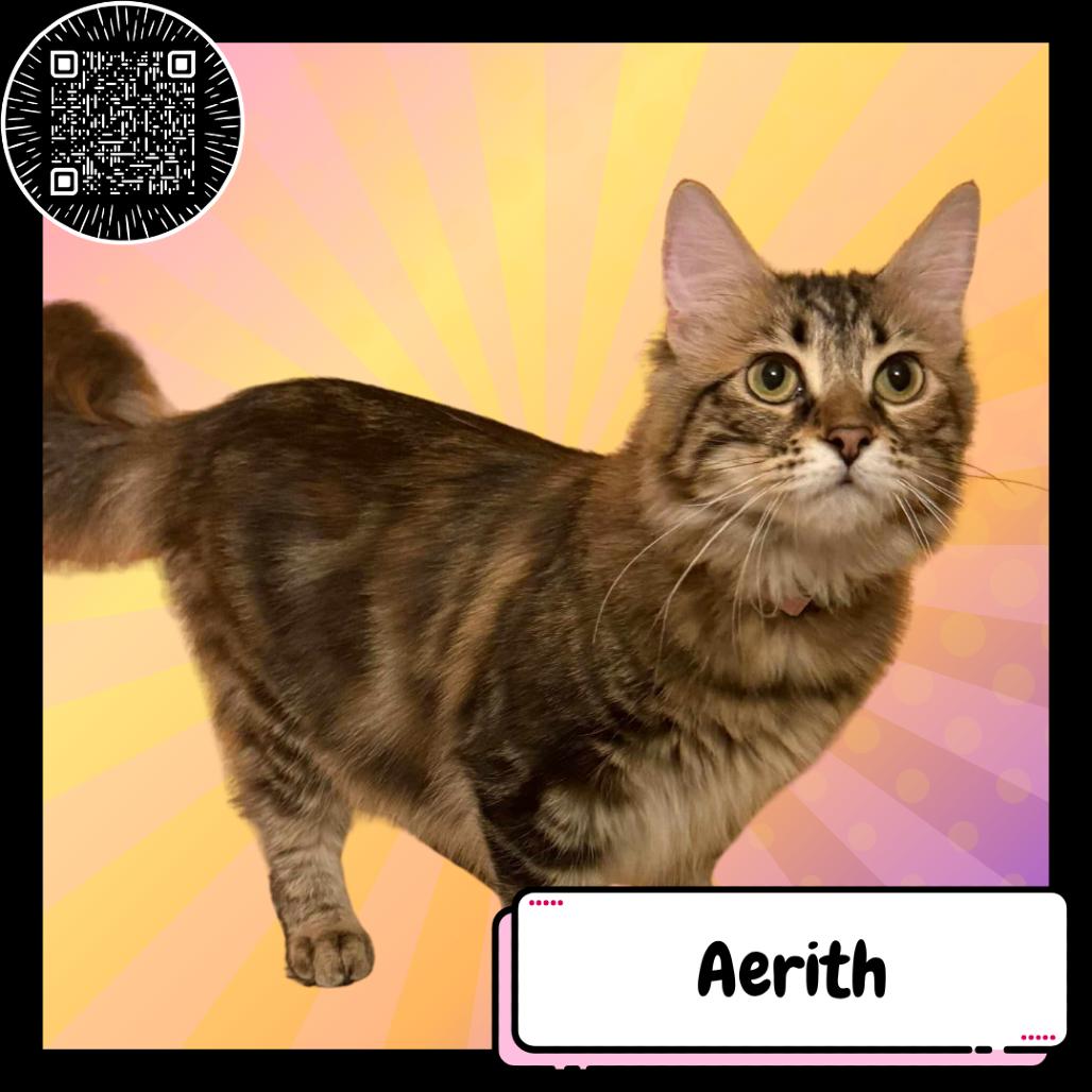 Aerith Gainsborough, a Adoptable Domestic Medium Hair in Suisun City, CA image 3/5
