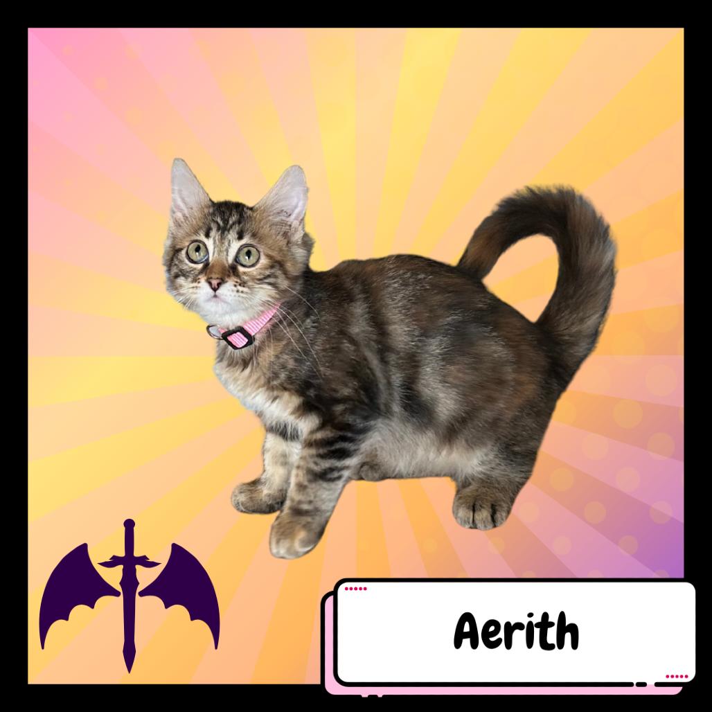 Enlarge Aerith Gainsborough, a Adoptable Domestic Medium Hair in Suisun City, CA image 4/5