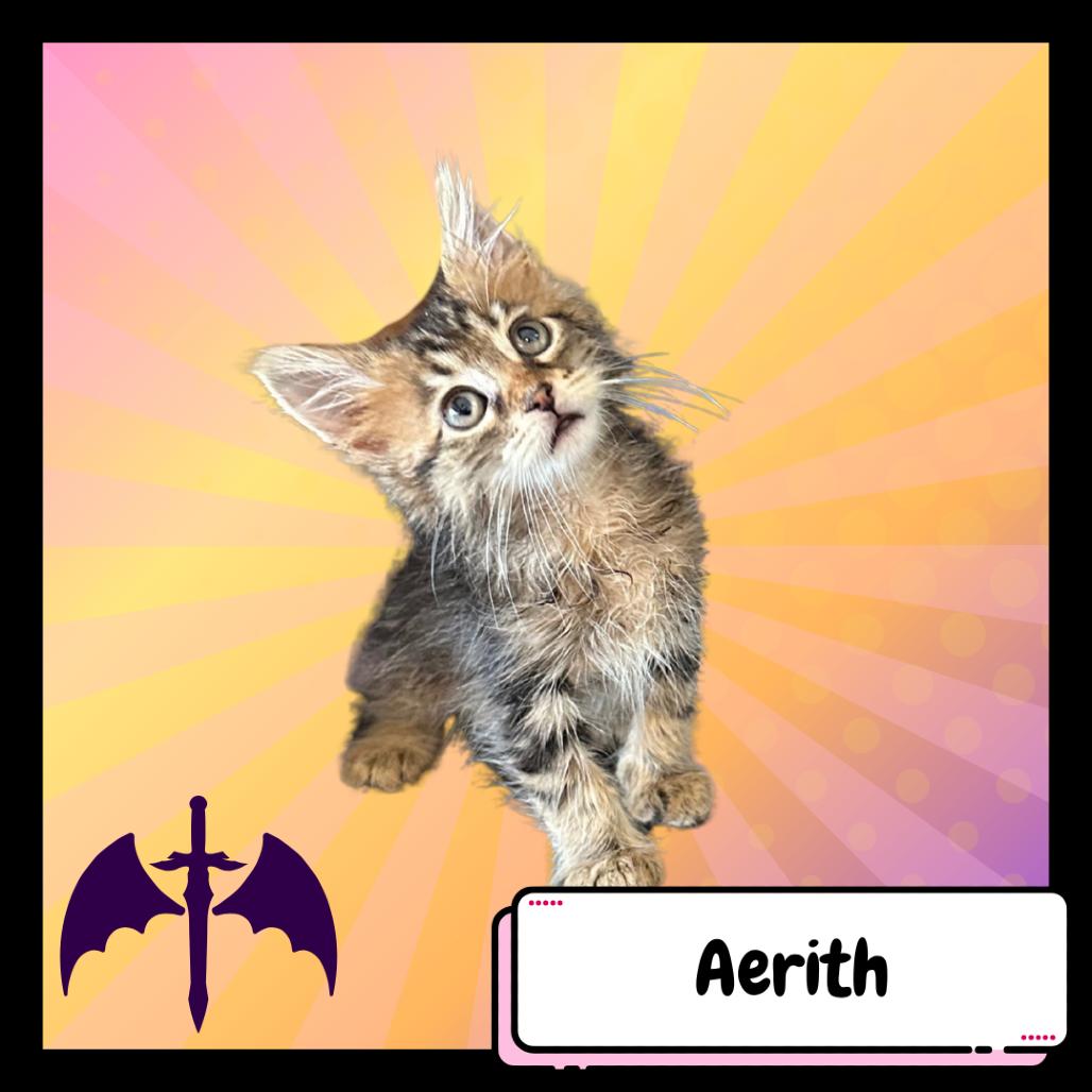 Enlarge Aerith Gainsborough, a Adoptable Domestic Medium Hair in Suisun City, CA image 5/5