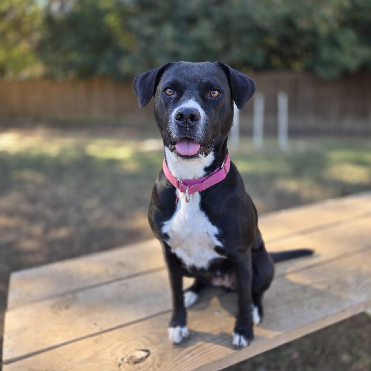 Rosie, ADOPTABLE, Adult Female Pit Bull Terrier.