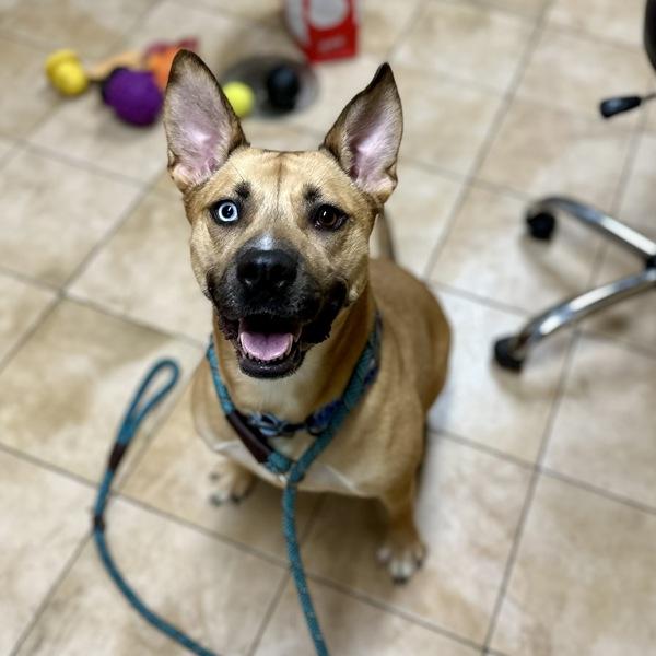 Mimi, Adoptable, Adult Female Shepherd & American Husky.