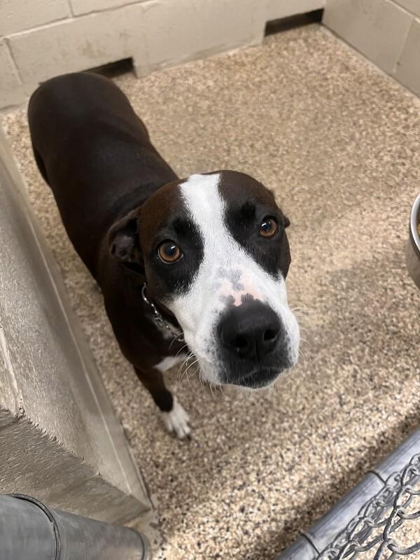 Ruby, Adoptable, Adult Female Labrador Retriever & Mixed Breed.