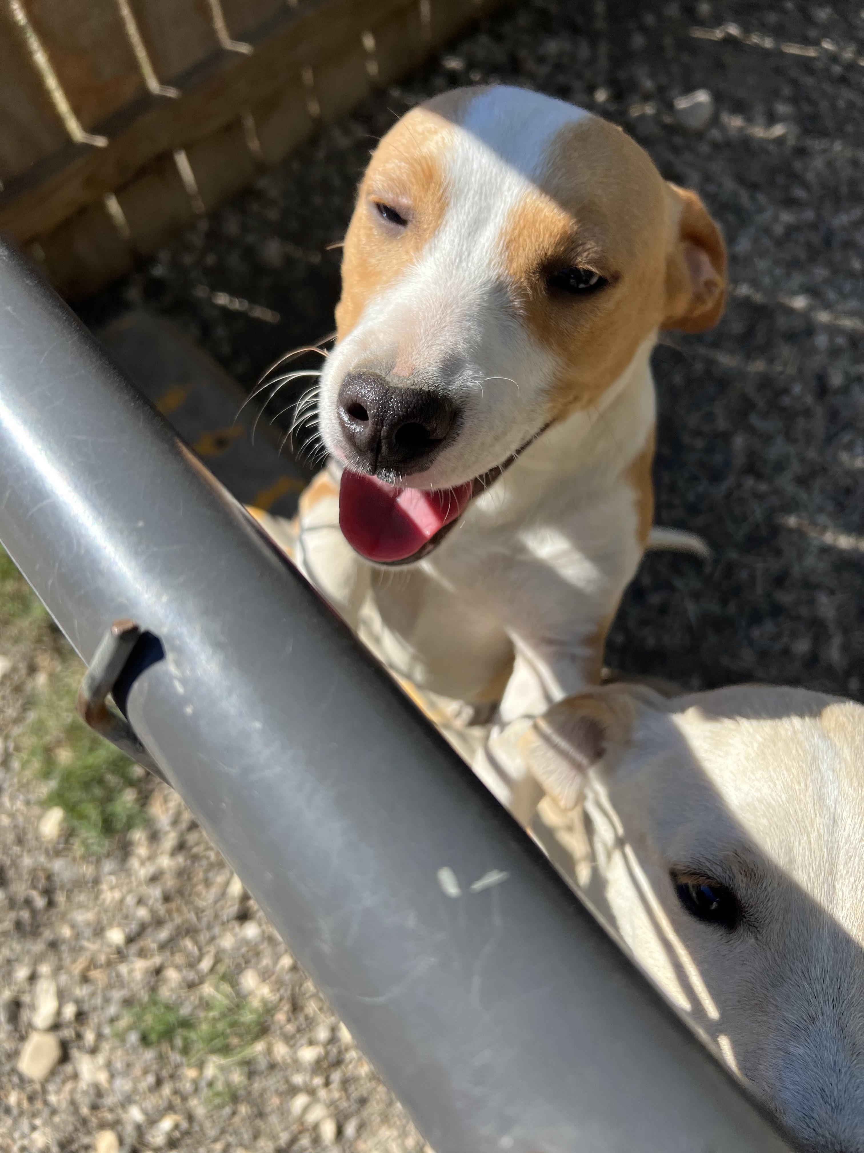 Enlarge Laertes, an adopted mixed breed in San Antonio, TX image 2/3